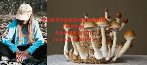 прущие грибы Заводоуковск